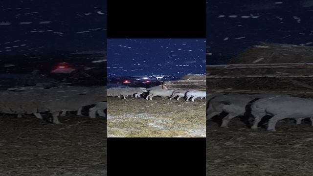 1000041728.mp4