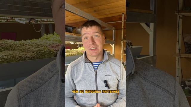 Микрозелень супер продукт