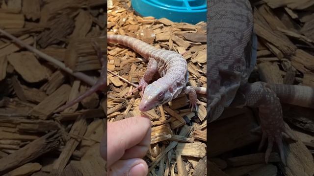 BABY TEGU BITE ⚠️