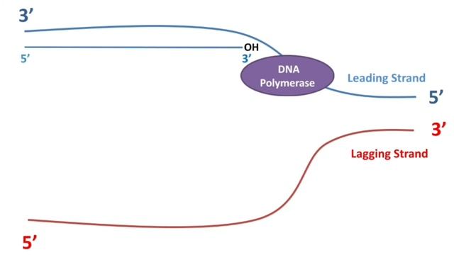 Telomere, Telomerase and End replication problem بالعربى- التيلومير وتضاعف المادة الوراثية ومشاكلها