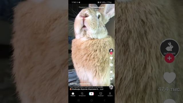 смешное видео