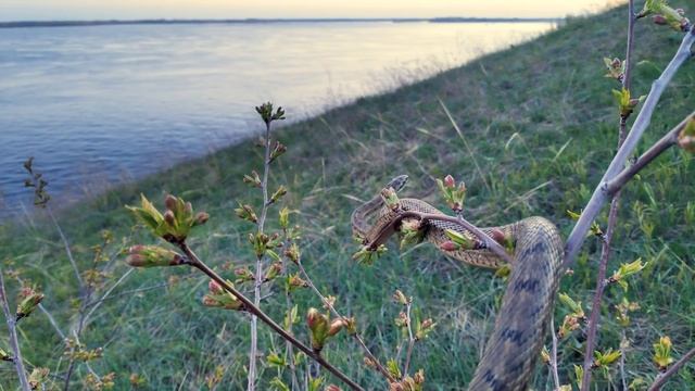 Узорчатый полоз - Ликбез о змеях #2 / Гремучая змея России / Dione Ratsnake / Elaphe Dione