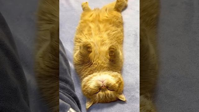 Коту снятся правильные сны