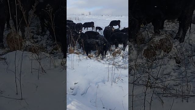 Телята породы Абердин Ангусс в стаде зимой