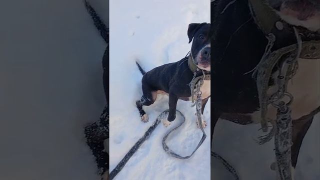 Рокет # Шереметьевский приют