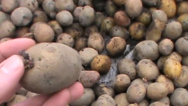 Выращивание картофеля. Проращивание для картофеля. Секрет получения большого урожая
