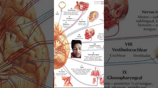 nerve type , Nervous system