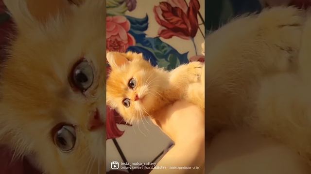 шотландские котята