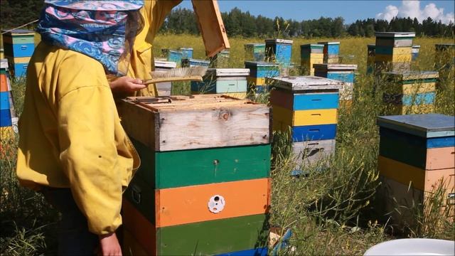 пасека 2015. Пчеловод24.рф