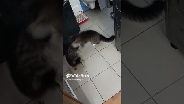 Битва котиков 𓃠𓃠