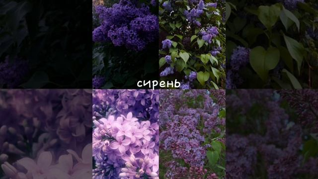 кто ты по цветку 2 часть