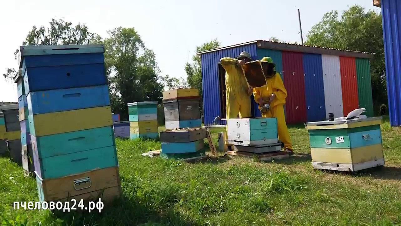 Моя пасека 2018 год