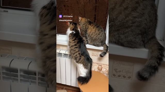 В Питере снег, коты в шоке