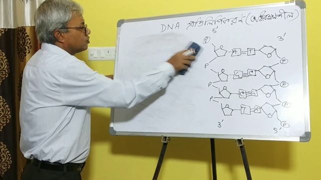 DNA replication. Class-XII. BIOS. Dr.S.K.Sadhu, HM, BHS