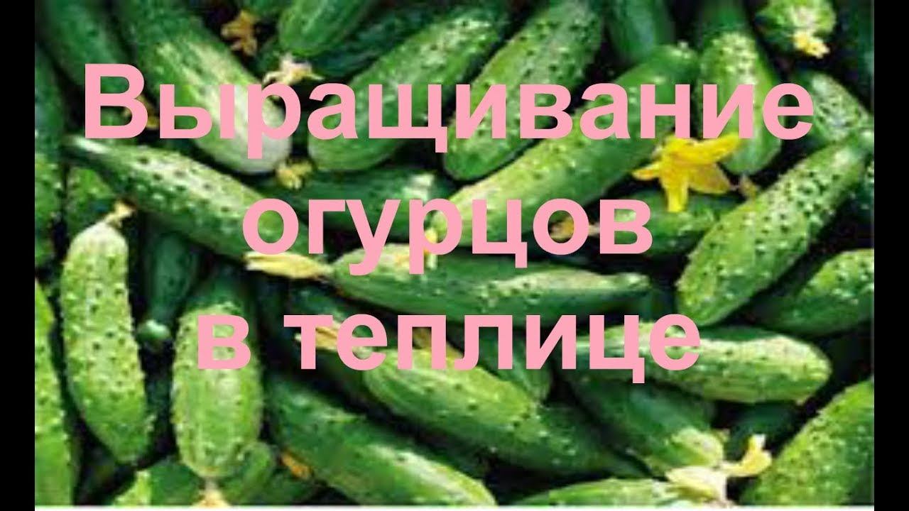 Выращивание огурцов в теплице. Правильное выращивание огурцов в теплице. Урожай огурцов.