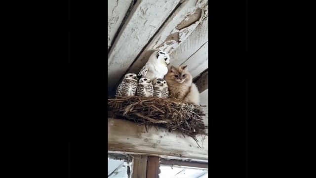 Дружба