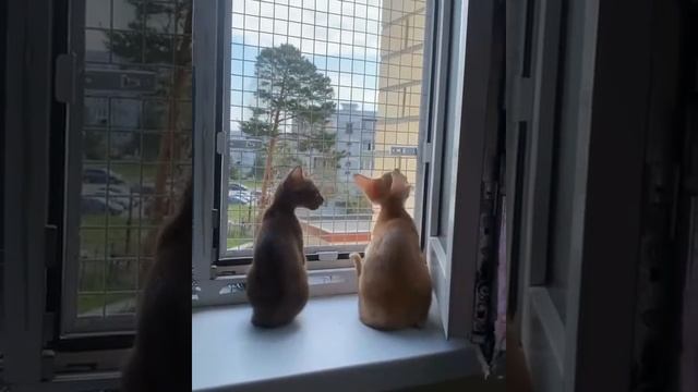 Решетка антикошка на окно