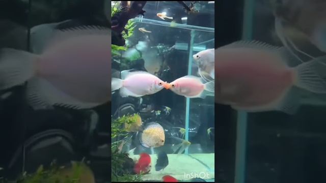 рыбки присоски