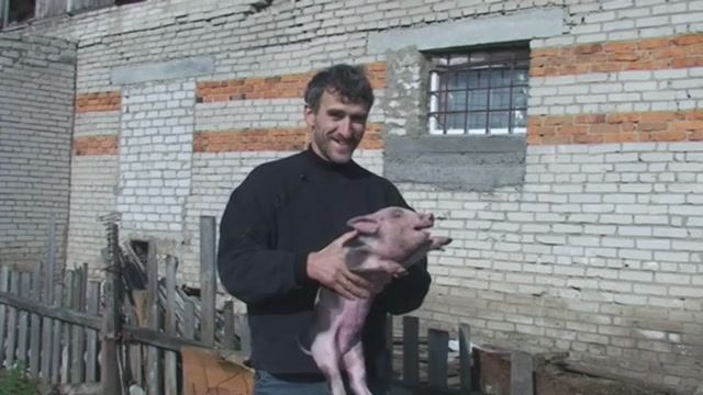 На свиноферме 2009 г