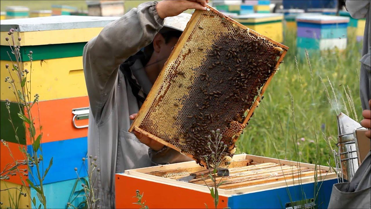 пасека 2014. Пчеловод24.рф