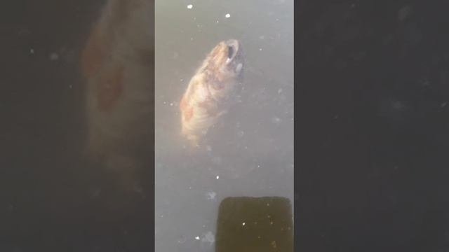 Выходной день на рыбалке