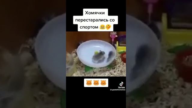 хомяки занимаются спортом