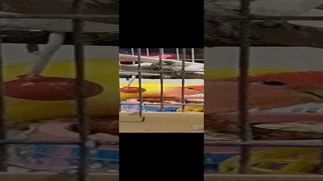 VID_20241213_202523.mp4