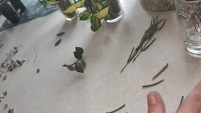 VLOG Буду делиться. Режим и размножаем зеленушку.
