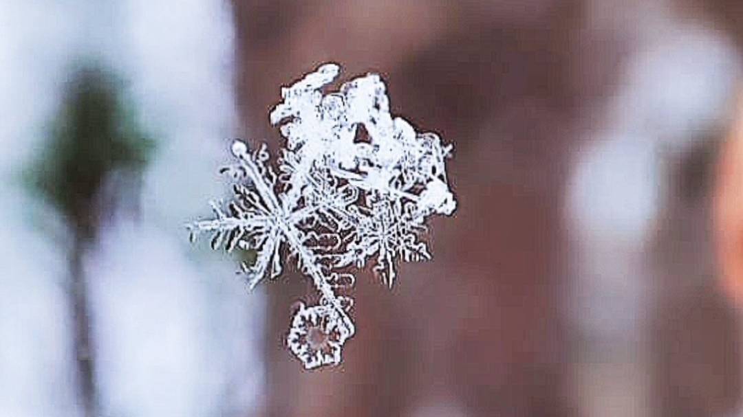 Снежинки в лесу.