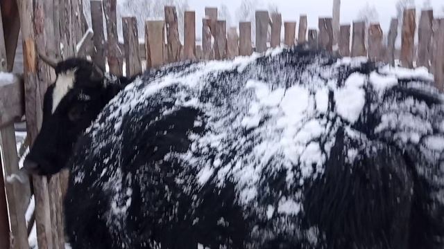 Джулия