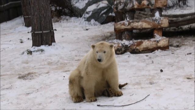 Стрелка валялась, но увидела меня и подошла с прутиком в зубах 14.12.2024