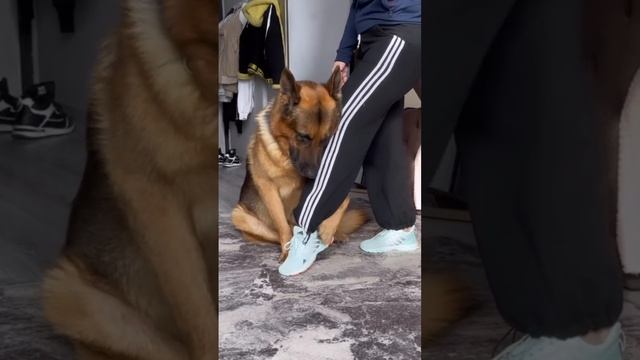 Обнимашкин мой старательный 😍