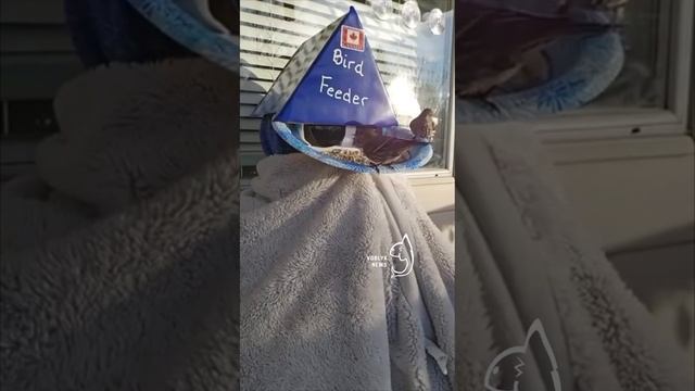 IMG_3513.MP4