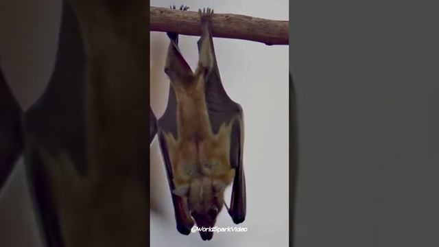 Tree Cavity Habitat: BATS #wildlife