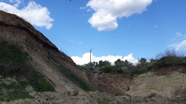 Птицы суетятся.mp4
