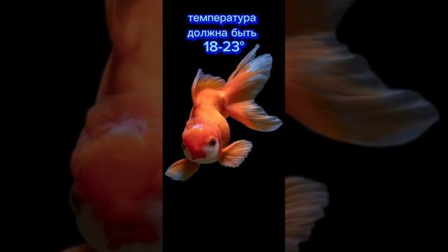 5 фактов о содержание золотых рыбок