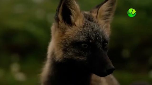 Истории о лисах/Fox Tales