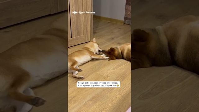 Таффи и Йоши 💕