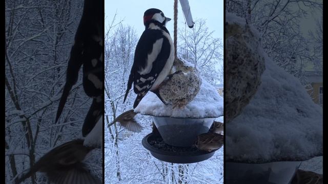 Завёл себе городского балконного дятла. Кто тут главный по кормушке?