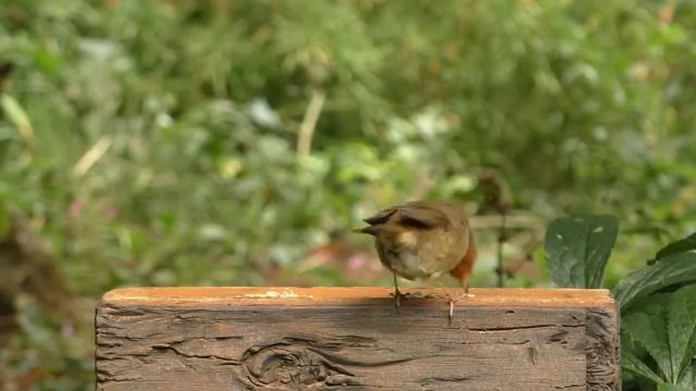 Фильм для котов и кошек. Птички в парке, 1. Длинная версия.