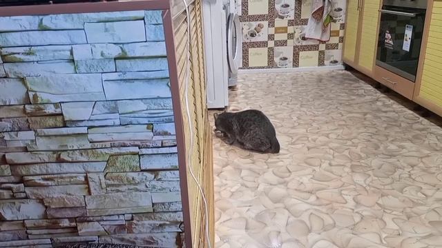 lv_0_20241215191838.mp4
Чем занимаеся, кот пришёл и не собирается вроде бы уходить