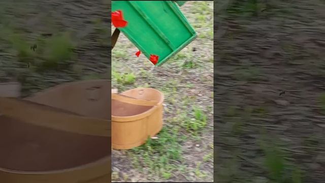 Поймали рой пчёл!