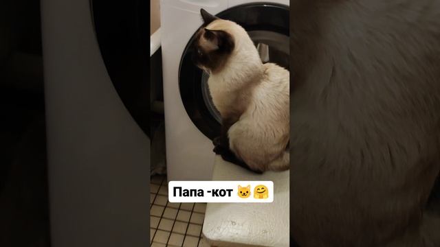 Папа - кот 🐱