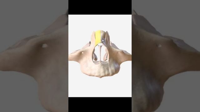 nasal bones relative to the upper jaw