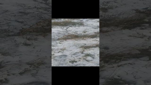 VID_20241215_084949.mp4
