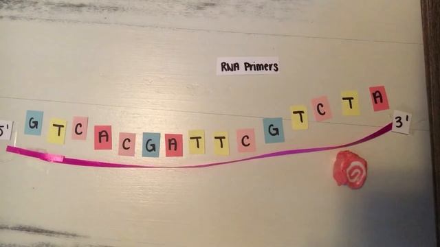 Mr. Ricio Dna Replication