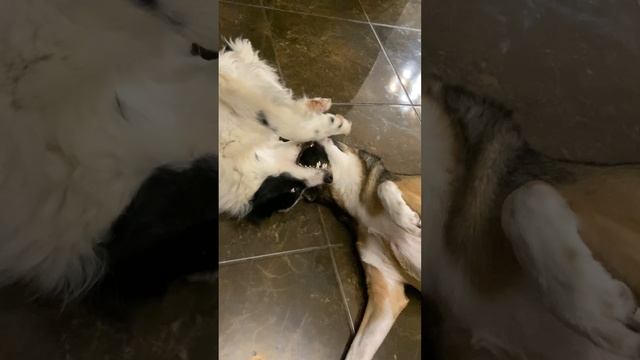 Берта и Дейзи 🥰