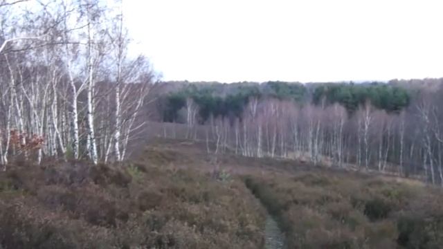 Walking Through Heathland in Germany's Eifel region.