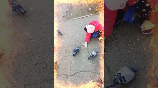 Любовь и голуби