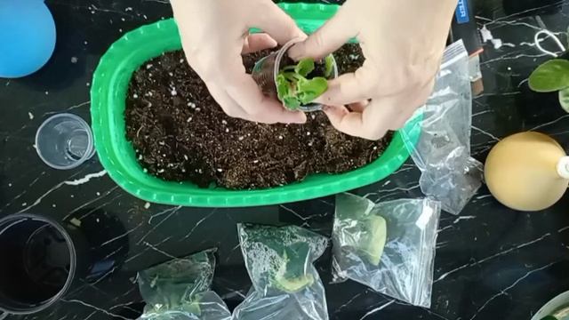 Листы фиалки в ЗИП пакете дали деток